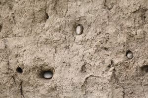 벌잡이새 사육지. 양봉가들이 파괴한 벌잡이새 군집. 벌잡이새 둥지 입구는 의도적으로 돌로 막혀있다