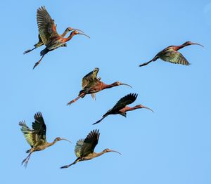 흰뺨따오기 무리가 날아오르다.