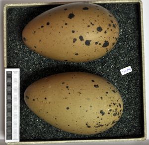 알, Museum Wiesbaden, Germany 컬렉션