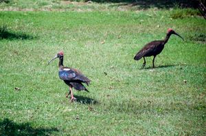 메흐타브 바그(Mehtab Bagh)에 있는 인도검은따오기(Red Naped Ibises) 한 쌍, 아그라