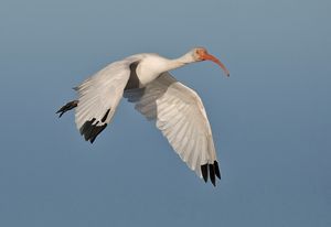 사우스캐롤라이나 주 헌팅턴 비치 주립공원에서 촬영