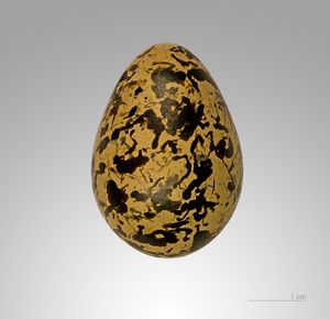 Rostratula benghalensis 알