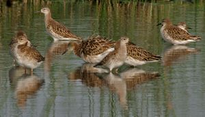 인도에서 겨울을 나는 모습