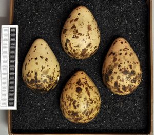 비스바덴 박물관 소장 알