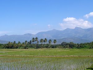 A flooded rice field in [[Tamil Nadu]]. Rice paddies are a favoured winter feeding ground for ruff