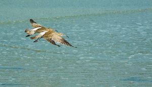  중부리도요 (Numenius phaeopus)가 인도에서 비행하며, 뚜렷한 흰색 엉덩이를 볼 수 있다