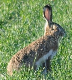 그라나다 토끼(Lepus granatensis)는 한때 유럽 토끼의 아종으로 여겨졌다.