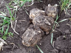 움푹 들어간 곳에 있는 신생 레버렛