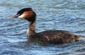 남아프리카 공화국 케이프타운 블루베르크스트란트