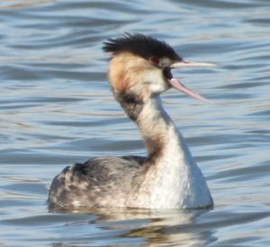 케이프타운 파르데블레이, 남아프리카 공화국
