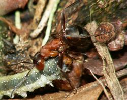 애벌레를 물고 있는 F. rufa