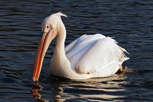 런던 세인트 제임스 공원에서