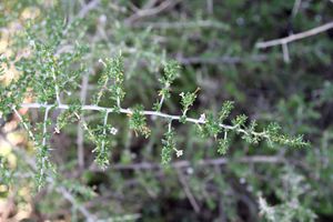 강토끼의 주요 식단 중 하나인 구기자속