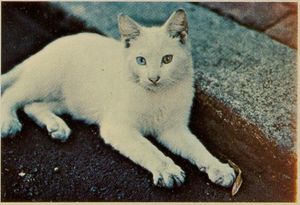 바덴부르크 증후군을 앓고 있는 고양이