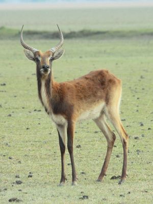 검은 리치웨(K. l. smithemani)