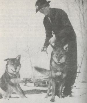 1951년 와이오밍의 코요테-개 잡종