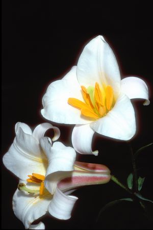 흰나리, 현지 자생 꽃