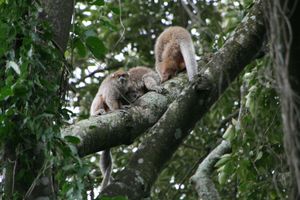 무리로 휴식을 취할 때 흰귀티티는 종종 꼬리를 얽는다.