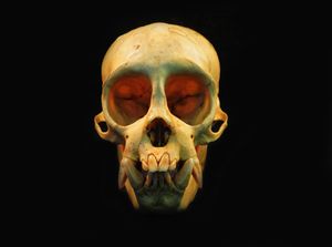 Chiropotes 두개골의 앞쪽 모습, 단단한 씨앗 섭취에 적응된 치아를 보여준다.