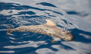 테네리페, 카나리아 제도 서해안