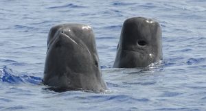 괌 앞바다에서 머리 내밀기를 하는 들쇠고래