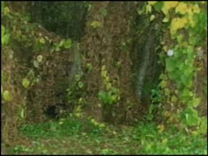 케이시 앤서니의 시신이 발견된 숲 지역