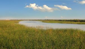 바스라 주변 습지, 이라크 남부.