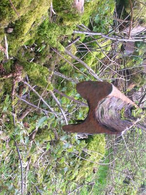 ft}}의 평저형 Vignoles 레일.