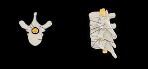 척추뼈의 해부학