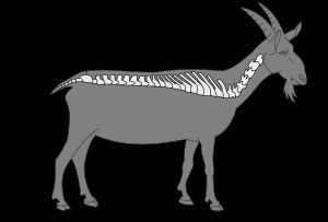 염소의 척추 부위