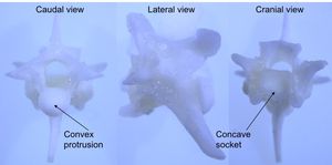 방울뱀에서 해부한 전강골 척추뼈의 예.