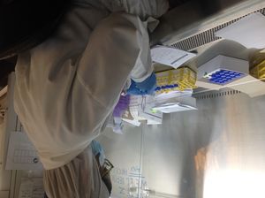 2020년 9월, 모리셔스에서 의료 종사자가 코로나19 진단 검사를 처리하고 있다.