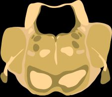 다리 중간 부분의 단면도(뇌신경 V의 수준에서).