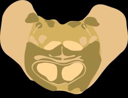 다리 하부의 단면도(안면 무릎의 수준에서).