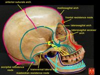 머리덮개뼈의 저항 구조