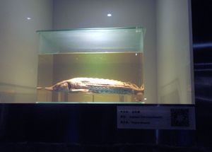 우한 수생생물연구소의 수생생물과학 박물관에 전시된 Acipenser dabryanus 표본
