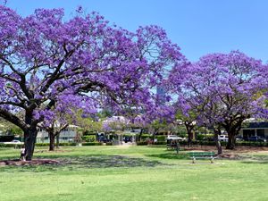 A long shot of group of Jacaranda trees, or Jacaranda mimosifolia, in the middle of a park in Brisbane, Australia. The tree contains distinctive pale indigo flowers which are outstretched over grassy plains and park benches.