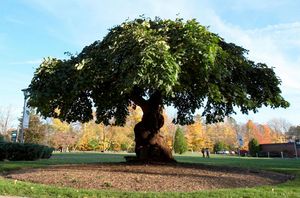 포스트 대학교 나무