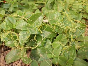 숙주 식물에 망을 형성하는 새삼