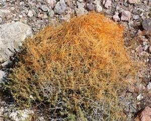 모하비 사막의 세이지에 있는 새삼