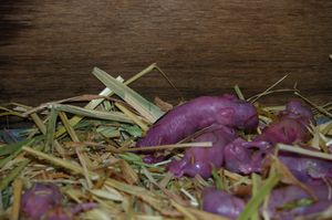 태어난 지 한 시간 된 토끼 새끼