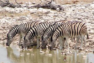 에토샤 국립공원의 물웅덩이에서 물을 마시고 있는 버첼얼룩말