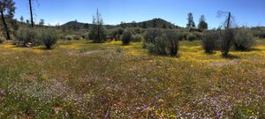 캘리포니아 투올러미 카운티 근처의 레드 힐: 사문암 초원
