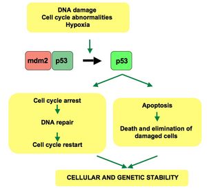 p53 경로: 정상 세포에서 p53은 음성 조절자인 mdm2에 의해 비활성화된다. DNA 손상 또는 기타 스트레스가 가해지면 다양한 경로가 p53과 mdm2 복합체의 해리를 유발한다. 일단 활성화되면 p53은 세포 주기를 멈춰 세포를 복구하고 생존시키거나, 손상된 세포를 제거하기 위해 세포 사멸을 유도한다. p53이 어떻게 이러한 선택을 하는지는 현재 알려져 있지 않다.
