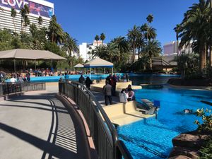 돌고래 서식지, 2019