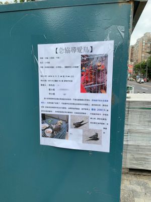 신주 시에서 발견된 유실된 새의 포스터