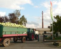 헹스텐베르크 공장으로 운반되는 양배추