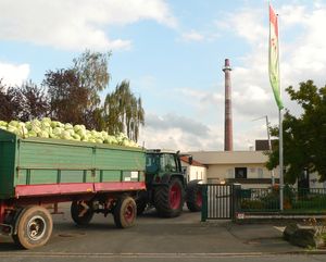 헹스텐베르크 공장으로 운반되는 양배추