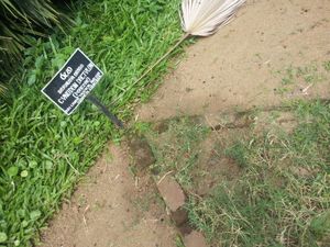 페라데니야 왕립 식물원에서 자라는 Cynodon dactylon (앞쪽, 배경 잔디는 다른 종임)