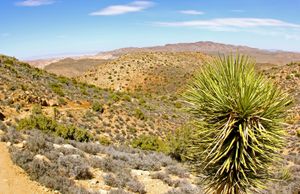 조슈아 트리 국립공원의 라이언 산 트레일 근처의 유카 소나무